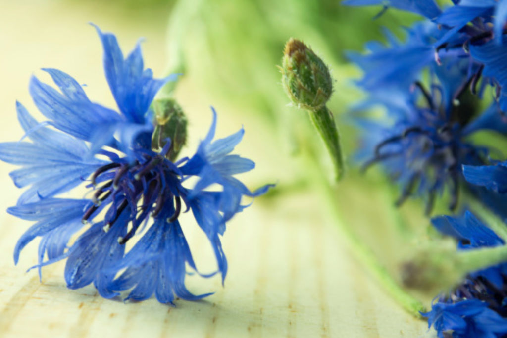 Le bleuet la fleur anti inflammatoire pour apaiser les maux du quotidien1 width1024